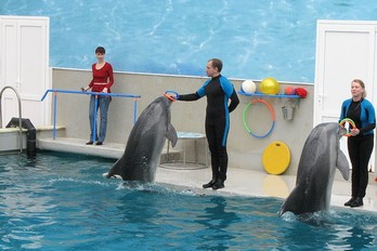 Дельфины в дельфинарии Кисловодска