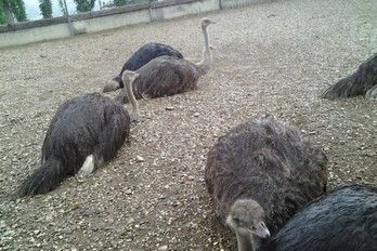 Страусы - страусиная ферма г. Кисловодск