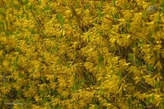 КМВ. Кисловодск. Цветущие кусты форзиции ранней весной
