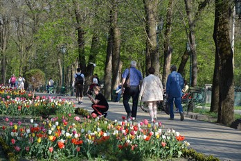 Клумба с тюльпанами в Курортном парке Ессентуков