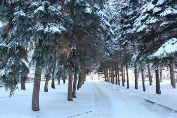 Парк санатория Украина города Ессентуки в зимнее время