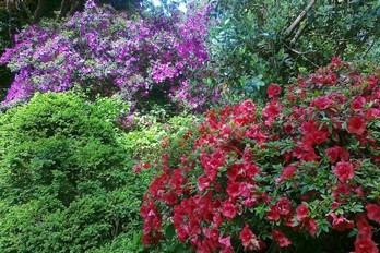 Цветы в ботаническом саду Батуми